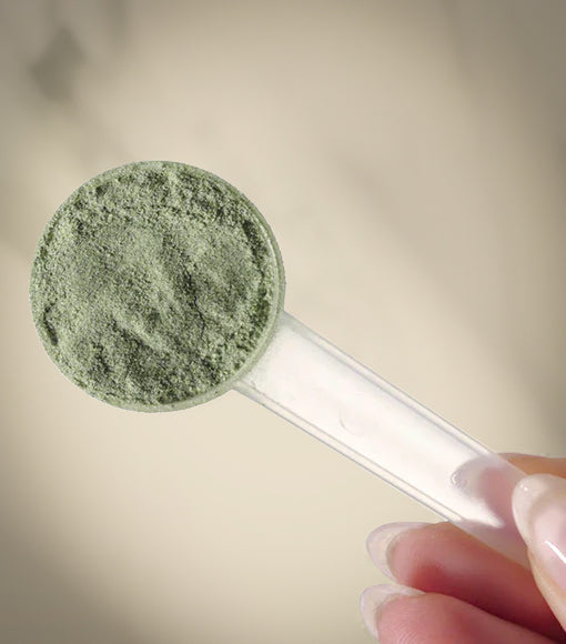 Colher medidora com dose de Super Greens Herboxa em pó verde, suplemento alimentar com superalimentos e probióticos.